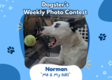 The Head Tilt (July 6, 2026) — Dogster