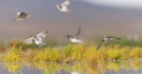 Audubon’s Assessment for a Resilient Great Salt Lake