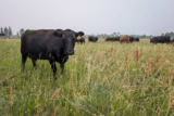 Cattle group asks Canada to break off U.K. trade agreement