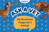 Ask Dr. Paola – HELP! My Havanese Puppy Isn’t Eating! (October 5, 2026) — Dogster