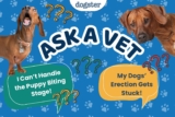 Ask Dr. Paola- Help! My Dogs Erection Gets Stuck! (April 6, 2026) – Dogster