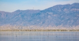 New Audubon Report Identifies Most Important Areas for Bird Conservation at Great Salt Lake – Now and for the Future