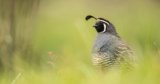 Newly Audubon Certified, California Ranches Enhance Habitat for Grassland Birds