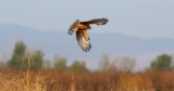 TomKat Ranch Earns Audubon Bird-Friendly Land Certification