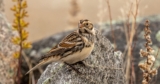 Traveling Birds, Traveling Bird Exhibit