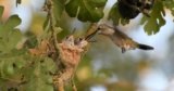 Birds, Lizards, Murals, and Cottonwood Trees Show How Conservation Is Rooted in Central Valley Communities