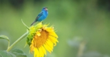 Lights Out, Texas: 170 Million Reached and a Major Bird-Friendly Design Win