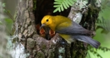 Volunteers Made 4.7M Observations for the North Carolina Bird Atlas! Now What?