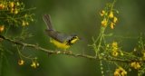 Rare and Vagrant Migratory Birds Find Refuge at Corkscrew Swamp Sanctuary