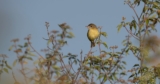 This Songbird is the Bellwether of the Bosque