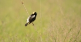 Adding to knowledge of life on the prairie with iNaturalist and other apps