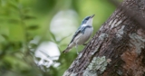 America’s Forests Depend on Private Landowners