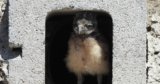 More Owls Nest at Gillmor Sanctuary Thanks to New Digs—Literally!