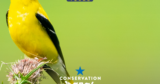 Bird City Texas Named a 2026 Conservation Wrangler