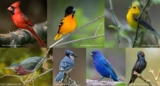 Birds of the Rainbow | Audubon