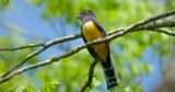 Connecting the Maya Forest: San Pedro Dzula becomes the first Conserva Aves-supported protected area declared in Mexico