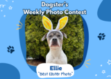 Best Easter Photo (April 9, 2026) – Dogster