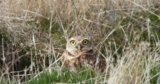 How Cutting Down Trees Helps a Unique Owl in Utah
