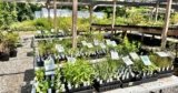Deeply Rooted Landscapes and Aullwood Audubon Announce New Native Plant Partnership