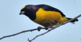Ambalema: The Colombian Town Building Its Future Around Birds