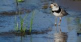 Record Numbers Bring Great Lakes Piping Plovers Closer to Recovery
