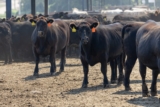 U.S. livestock: Cattle futures mixed