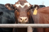 U.S. livestock: Cattle futures plunge daily limits on beef price fears