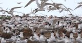 New Tracking Data Uncovers Sandwich Tern Migration Mysteries