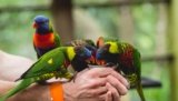 Parrot, Parakeet, Budgie Food Buying Guide [2026]