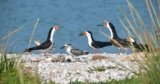 Sea and Shorebird’s Nesting Strategies, Why the Beach is the Best Place