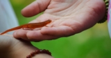 Intern Reflection: Flipping Logs and Looking at Salamanders