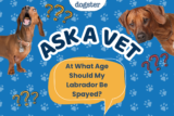 Ask Dr. Paola – HELP! At What Age Should My Labrador Be Spayed? (August 24, 2026) — Dogster