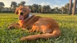 The Golden Retriever Who Changed My Life — Dogster