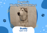 Bath Time (May 25, 2026) – Dogster