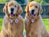 The Golden Retriever Duo Stealing Hearts Online — Dogster