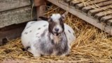 A Guide to the Best Bedding for Goats in 2022