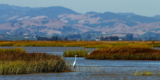 Water Demand and Our Estuary