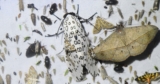 Ave Maria University Student Documents Changes in Insect Populations Following Development