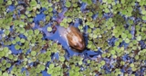 Looking for Frogs in the Corkscrew Watershed