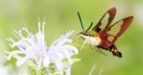 Double Take: Why Hummingbird Moths Look and Act Just Like Hummingbirds