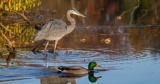 Healthy Illinois Wetlands Support a Healthier Mississippi River