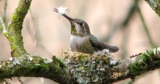 This Woman May Know Anna’s Hummingbirds Better Than Anyone—After Finding More Than 350 of Their Nests Herself
