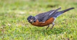 How Do American Robins Find Worms? Behold the Rich Sensory World of Birds