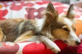 Signs, Causes, and Care (Vet Answer) — Dogster