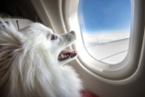 What Most Airlines Won’t Let You Do With Your Dog (Even If You Pay Extra) – Dogster