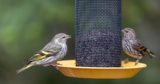 The Surprising Connection Between Spruce Trees, Pine Siskins, and Salmonella Outbreaks