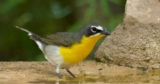 Ode to the Yellow-breasted Chat